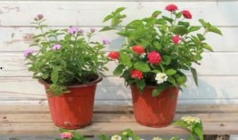 桃溪粉丝爆料视频最新版,精彩瞬间一网打尽